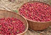 Bubanza: les caféiculteurs en désespoir