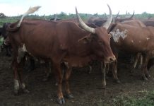 Une trentaine de vaches pillées dans la Rukoko