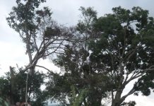 Le Burundi a encore du chemin à faire dans la lutte contre la déforestation