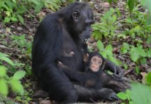 La crise burundaise paralyse le tourisme dans le sud ouest du pays