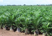 Extension de la palmeraie dans les zones potentiellement palmicoles du Burundi, l’OHP satisfait du pas franchi