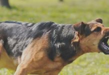 Muyinga- Une cinquantaine de chèvres mordues par des chiens enragés en commune Buhinyuza