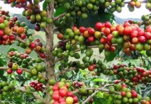 Muyinga / Quel avenir pour le café?