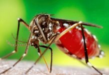 Le Virus du Zika au Burundi, le mini-santé tranquillise