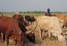 Bururi : La fièvre aphteuse s’attaque au gros bétail