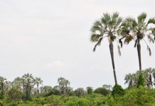 Rukoko, les activités paralysées
