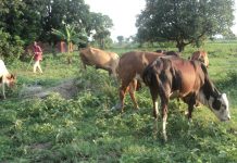 Gihanga, 25 vaches volées, deux bergers kidnappés