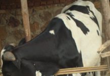 Bubanza: avortements des vaches frisonnes