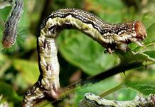 Bubanza: chenilles défoliantes qui ravagent les cultures