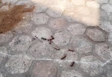 Bujumbura: Double meurtre encore à Gihosha