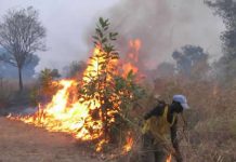Burundi: La verdure environnementale se transforme petit à petit en noire