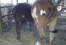 Bujumbura : Une vache tuée à Mubone