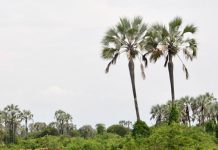 BUBANZA : Deux personnes kidnappées sur la colline buringa.
