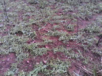 Bururi : Il a encore neigé