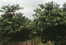 Muyinga: Les coopératives des caféiculteurs priment les femmes