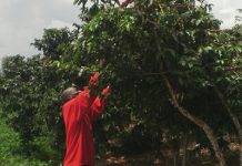 Burundi : Le café de Kayanza et Ngozi rafle la coupe d’excellence