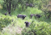 Burundi : Tout pour mettre fin au braconnage dans le parc de la Ruvubu