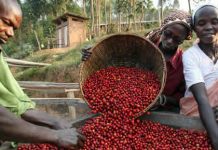 Le café burundais remporte la première place au cup of excellence