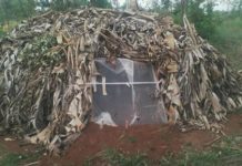 Muyinga: Des propriétaires des termitières grignotent sur les moustiquaires