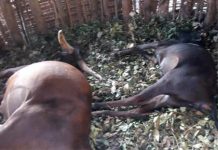 Deux vaches mortes dans des circonstances non encore élucidées