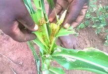 Cibitoke : Le soleil et la chenille légionnaire, de véritables ménaces pour le maïs