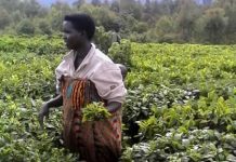Thé de Gisozi, une hausse du prix au kilo plus que nécessaire