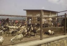Mouvements de petits ruminants temporairement limités à Ngozi