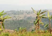 Bururi : Les terres cultivables doivent être amendées à la chaux agricole