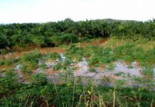 La vallée de la rivière Murembwe de nouveau inondée