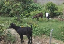 Plus de 25 chèvres atteintes par la peste à Bubanza