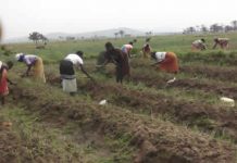 Gihanga: les cultivateurs du village 2 demandent la levée de la mesure de la SRDI