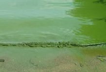 Bujumbura : L’eau du lac Tanganyika en vert , coté Bujumbura Mairie