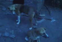 Des chiens errants à Bubanza, un danger public