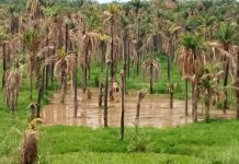 Rumonge : La rivière Dama menace la palmeraie de ses environs