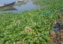 Rumonge: neuf ans après, la jacinthe d’eau toujours présente à Rumonge