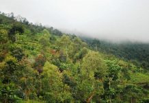 Sud du Burundi : vers la disparition de la réserve naturelle forestière de Vyanda ?