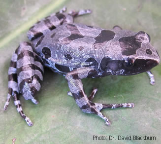 Tourisme: des merveilles au Burundi: grenouille extraordinaire à Bururi