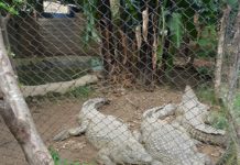 Gatumba: Un bras de fer au tours de l’élèvage des animaux sauvages