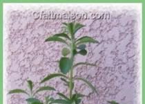 Bubanza: Stevia Company ou MRC?