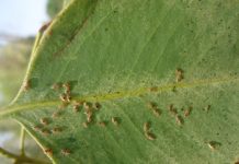 Poux d’Eucalyptus, véritable menace pour l’environnement