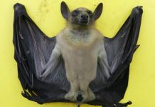 Ebola : Le Burundi sur la liste des pays à risque