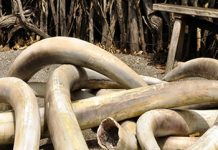 Burundi : un « courriel diplomatique » contenant des kilos d’ivoire