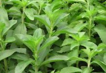 Les pépinières de Stevia à Muhuta détruites
