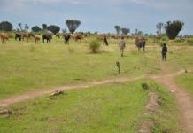 Les vaches en débandade dans la réserve naturelle de la Rukoko