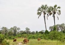 Plus de 40 vaches perdues dans la Rukoko