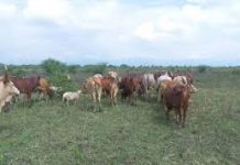 Certains anciens éleveurs de la Rukoko déjà installés en Rdc