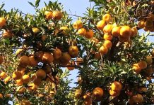 Rumonge : surproduction des mandarines, une alternative?