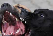 Chasser et abattre les chiens errants à Ngozi : une urgence